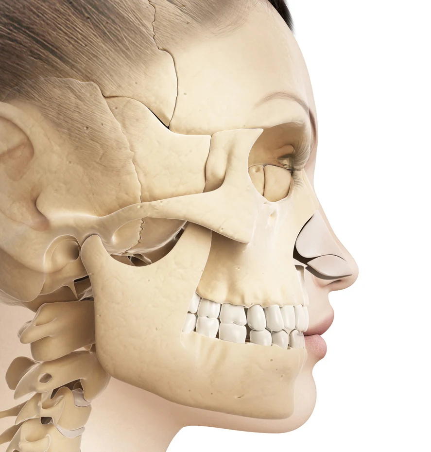 3D-Darstellung der Gesichts- und Schädelknochen im Profil, Blickrichtung nach rechts