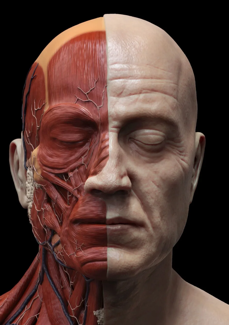 Anatomische Split-Darstellung eines männlichen Kopfes: links die Gesichts- und Halsmuskulatur, rechts die Hautoberfläche