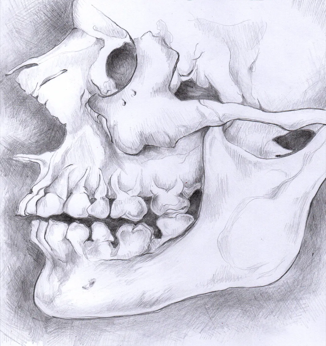 Studio anatomico disegnato a mano di un cranio umano in vista laterale